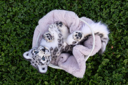 Toy Snow Leopard Cub Eluna