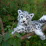 Toy Snow Leopard Cub Eluna