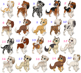 Cheap Puppy Adoptables C: