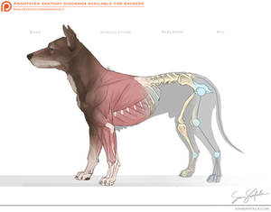 Canine Anatomy