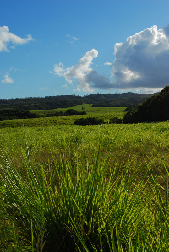 Kauai XII