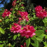 Rhododendrons