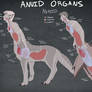 Anuid Organ Chart