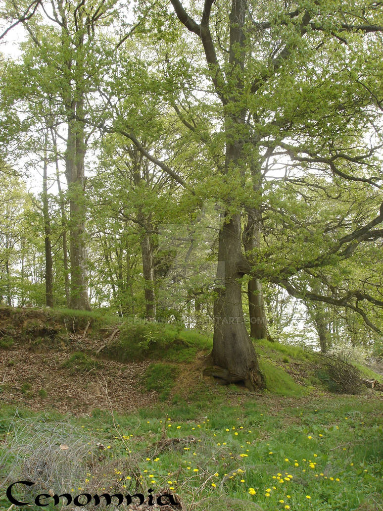 Beltane Tree 3 by Cenomnia on DeviantArt
