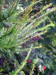 Dewed web