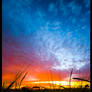 Cornfield sunset