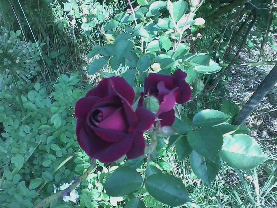 The Lovely Rose