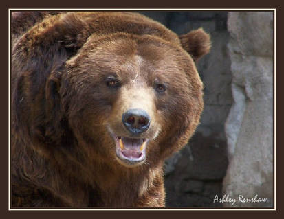 Grizzly Smile