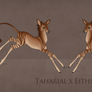 Taharial x Eithne Fawn Design 761