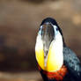 Channel-billed Toucan starring at you