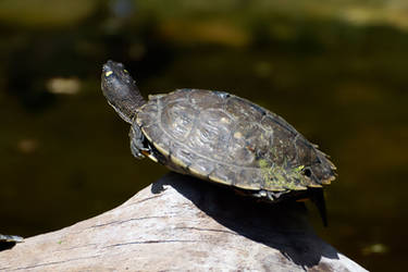 Turtle stuck on a tree log