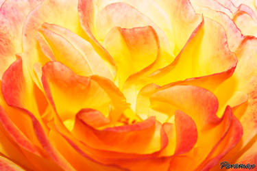 Rose on Fire