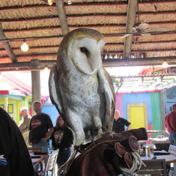 Barn Owl