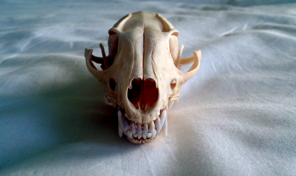 Fox Roting Skull Fox Skull by xDoglate on DeviantArt