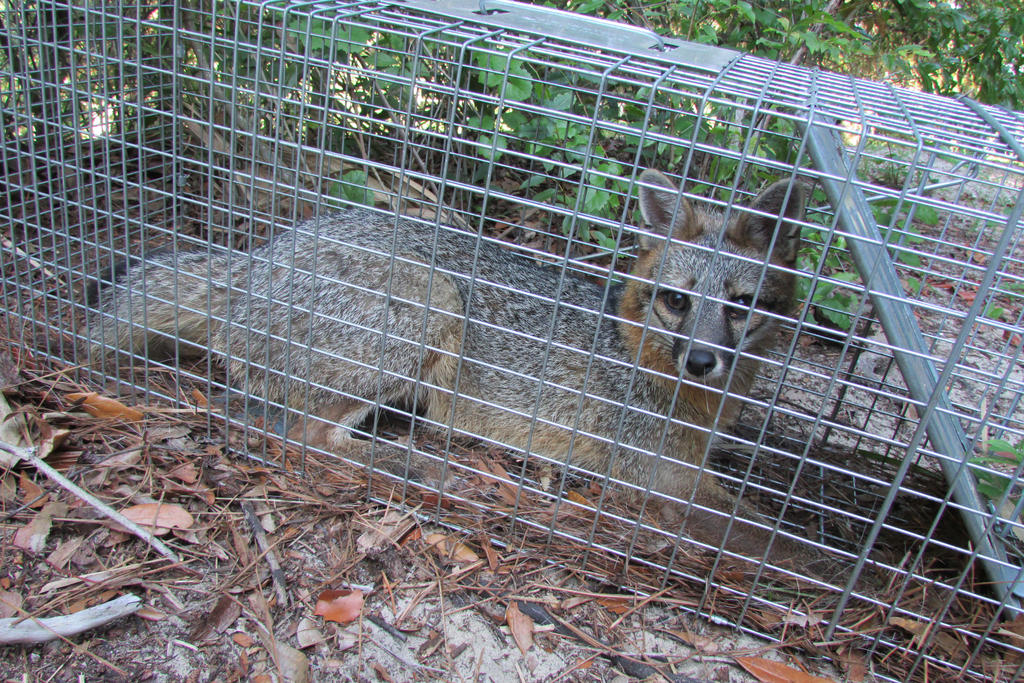 Gray Fox- Trap and Release