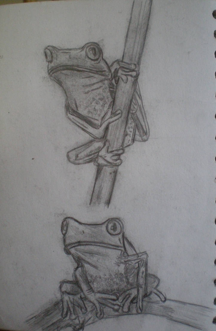 frogs by redhoodgirl91 on DeviantArt