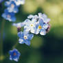 Forget Me Not