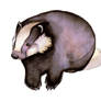 European Badger