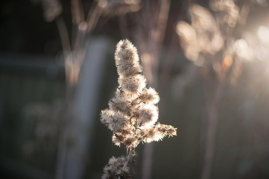 Goldenrod