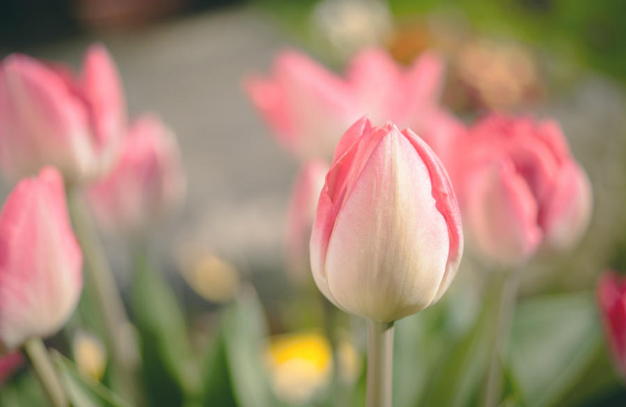 Tulips