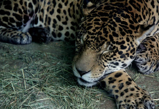 Robowan User Profile | DeviantArt