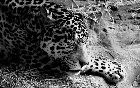 Robowan User Profile | DeviantArt