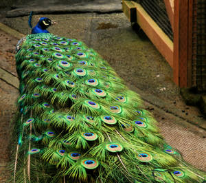 Robowan User Profile | DeviantArt