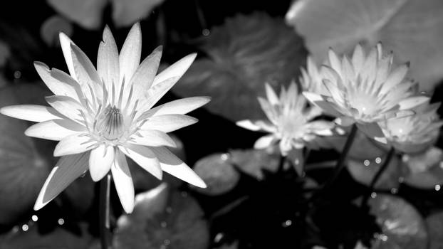 Robowan User Profile | DeviantArt