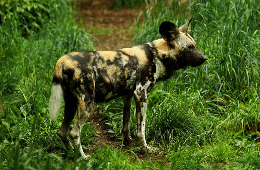 Robowan User Profile | DeviantArt