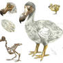 Dodo (Raphus Cucullatus)