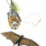 Grey-Headed Flying Fox