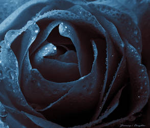 Midnight Rose