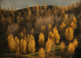 Late Autumn NZ