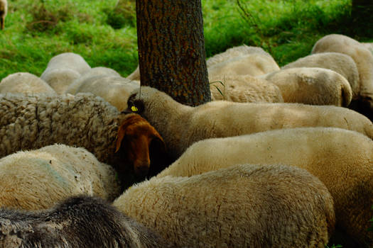 Ziege und Schafe (2)