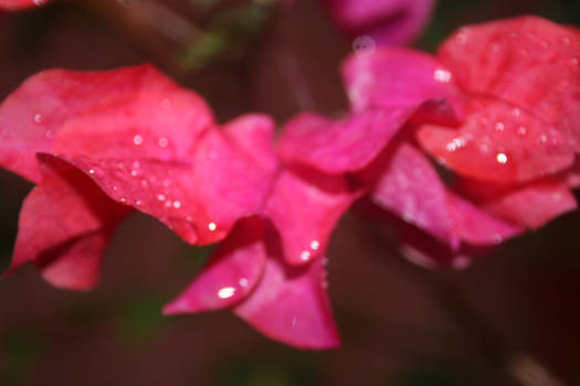 red flower leaves