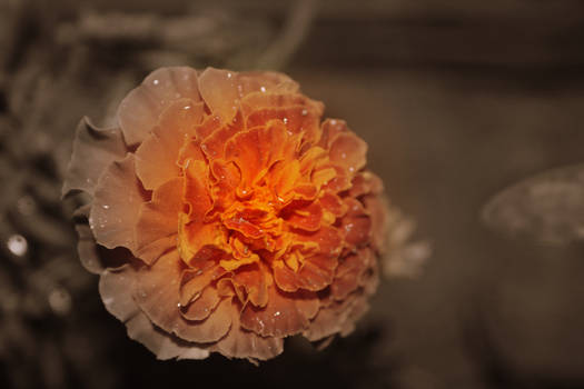 orange flower