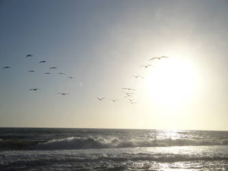 Pelicans in Flight