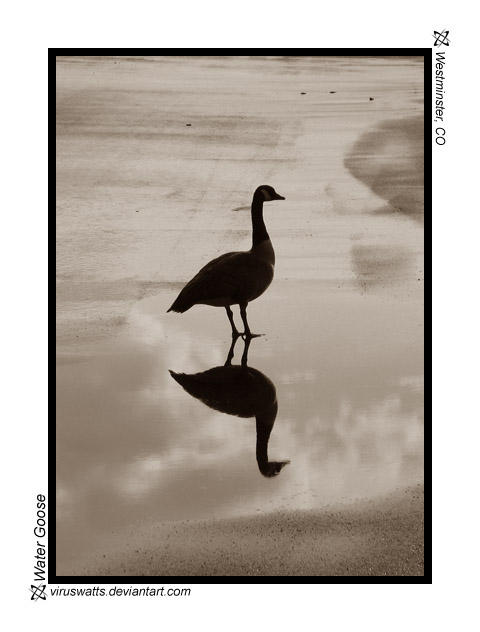 Water Goose