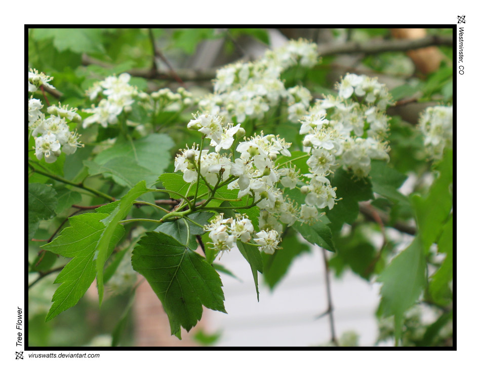 Tree Flower