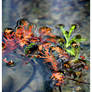 Plants in the Water