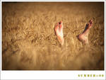 summer :: 08 by gonras