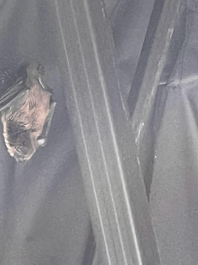Little Brown Bat By SpiritsAnimals6 On DeviantArt