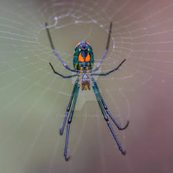 Orchard Spider