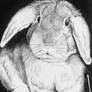 E.B. Rabbit