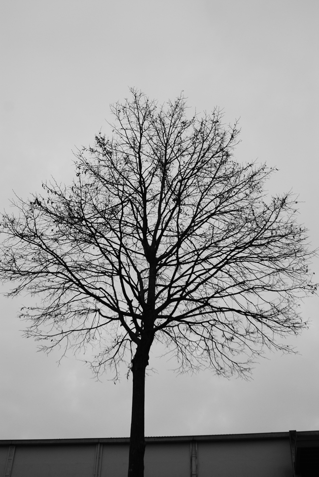 Another Lonely Tree