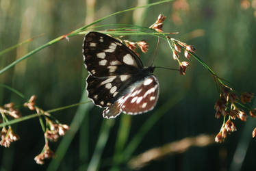 Fly Oh Butterfly