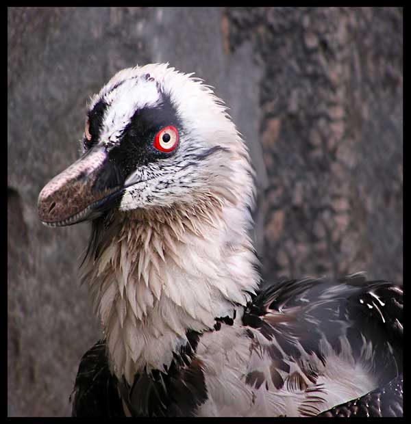 Velociraptor portrait