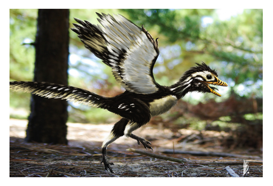 Archaeopteryx lithographica