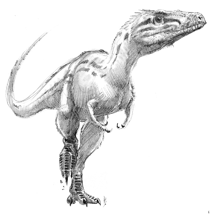 Raptorex sketch