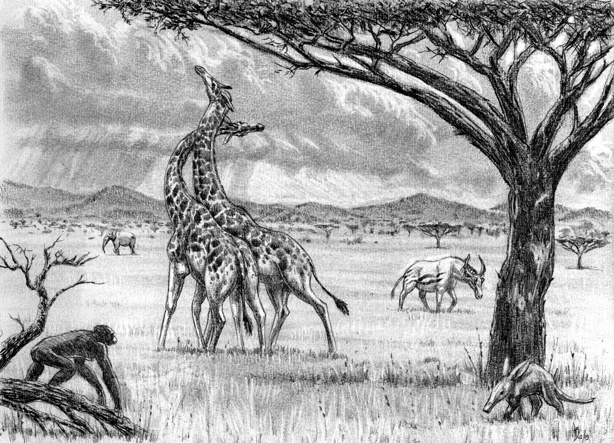 Early Pliocen fauna of Africa